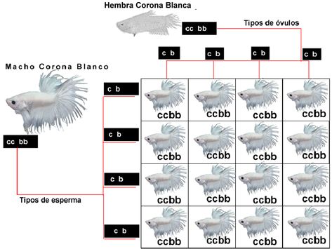 Genetic: What means F0, F1, F2? Betta Breeding, Breeding Betta Fish, Betta Fish Types, Different Fish, Betta Fish, Pet Dogs, Fish