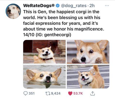 We Only Rate Dogs, We Rate Dogs 15/10, We Rate Dogs Twitter, Wholesome Dog, We Rate Dogs, Little Animals, Animals Funny, Animals Cute, Funny Animal Jokes