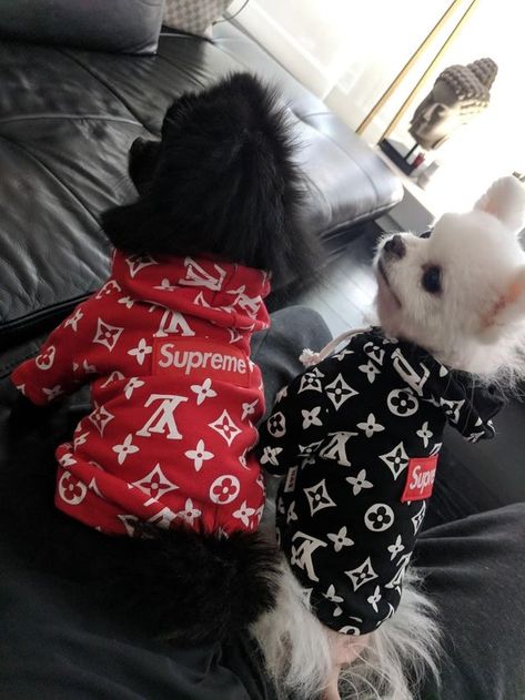 Pups got New Hoodies #Supreme - aww Cute Puppy Outfits, Puppy Outfits, Boy Dog Clothes, Girl Dog Clothes, Frenchie Dog, Apparel Boutique, Cute Dog Clothes, New Hoodies, Dog Winter Clothes