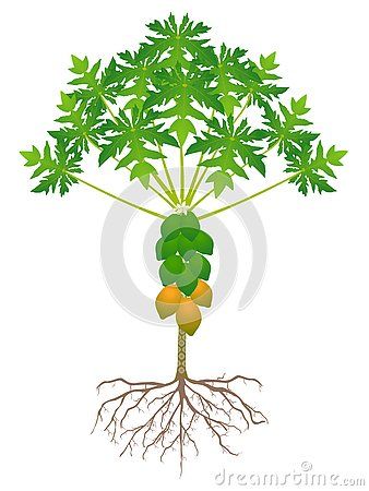 Papaya tree with roots and fruits isolated on white background, beautiful illustration. Papaya Tree Illustration, Cacing Tanah, Tree With Roots, Papaya Tree, Beautiful Illustration, Background Beautiful, Tree Roots, Fruit Plants, Tree Illustration