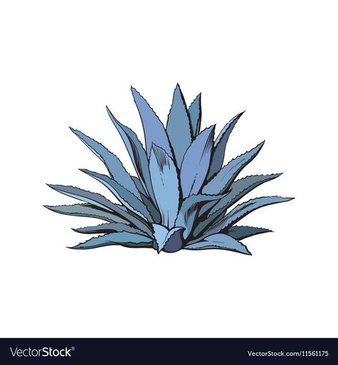 White Background Drawing, Agave Cactus, Aztec Culture, Plant Tattoo, Blue Agave, Colorful Illustration, Agave Plant, Background Drawing, Sketch Style