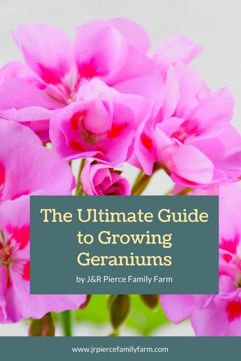 Thinking about starting a flower garden this year? If so, give geraniums a try. Growing geraniums from seed is easy. This article will teach you how to do it! #geraniums #flowergarden #containergarden #cutflowers #homesteading #gardening #jrpiercefamilyfarm How To Grow Geraniums, Starting A Flower Garden, Cottage Pool, Growing Geraniums, Building Raised Beds, Scented Geranium, Raised Bed Gardening, Wooden Cottage, Farm Projects