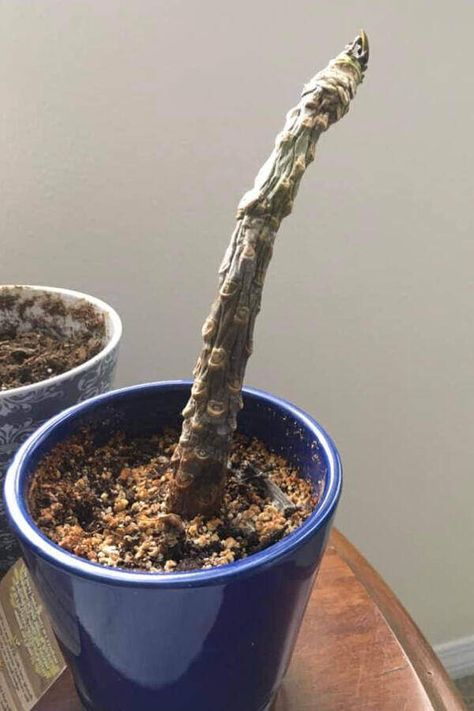 Plumeria Stem Rot (How to Identify, Fix, and Prevent) - Garden For Indoor Plumeria Garden Ideas Yards, Plumeria Indoor, Indoor Plumeria, Diy Flower Garden, Plumeria Care, Plumeria Tree, Greenhouse Growing, Plumeria Flowers, Easy Landscaping