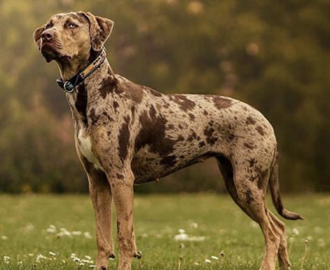 Catahoula Leopard Dog Puppy, Catahoula Dog, Catahoula Leopard Hound, American Leopard Hound, Louisiana Catahoula Leopard Dog, Working Dogs Breeds, Mutt Dog, Catahoula Leopard, Catahoula Leopard Dog