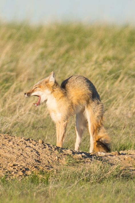 Swift Fox, Pretty Animals, Swift, Fox, Animals