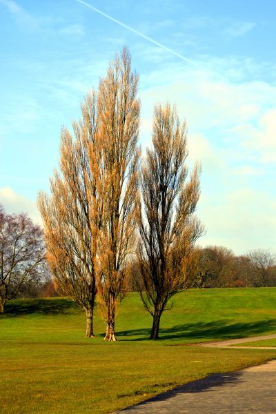 Lombardy Poplar Facts: Guide To Lombardy Poplar Care In The Landscape - If you read up on Lombardy poplar tree facts, you’ll find that these trees offer advantages but also many disadvantages. For more information about Lombardy poplars in landscapes, this article will help. Lombardy Poplar Tree, Tennessee Trees, Hybrid Poplar Tree, Farm Driveway, British Nature, Lombardy Poplar, Tree Facts, Entrance Landscaping, Driveway Entrance Landscaping