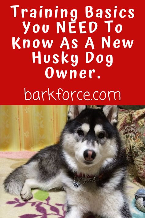 Siberian Husky Training Tips, Husky Training Tips, Husky Tips, White Husky Puppy, Husky Puppy Training, Siberian Husky Training, Husky Training, Siberian Husky Facts, Siberian Husky Funny