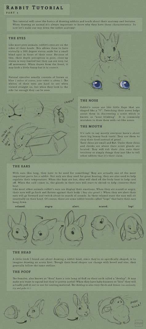 I've been meaning to make a new one, since the last one was just so messy. Same information, just better setup. Enjoy! part 2: Holland Lop Bunny Drawing, Anthro Rabbit Reference, Rabbit Head Reference, Rabbit Poses, Bunny Anatomy, Rabbit Anatomy, Rabbit Tutorial, Rabbit Pose, Rabbit Drawing