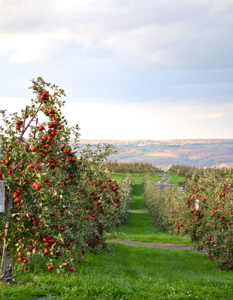 Italian Orchard, Apple Orchard Aesthetic, Orchard Aesthetic, Flower Restaurant, Apple Tree Farm, Fruit Kabob, Farm Orchard, Apple Orchard Wedding, Cherry Farm