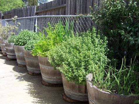 Planting herbs in a wine barrels. I did this a couple of days ago. I hope it works out nicely. Barrel Garden Ideas, Fynbos Garden, Wine Barrel Garden, Potted Gardens, Whiskey Barrel Planter, Wine Barrel Planter, Desert Gardening, Raised Gardens, Barrel Ideas