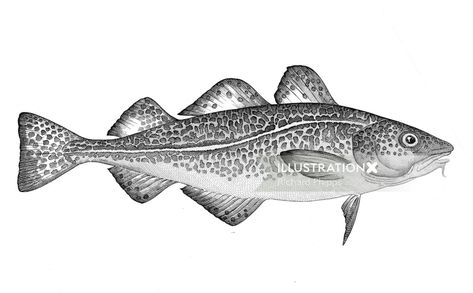 Cod Fish Tattoo, Cod Tattoo, Fish Outline, Fish Tattoo, Cod Fish, Fish Art, Fish And Seafood, Seafood Recipes, Fish Tattoos