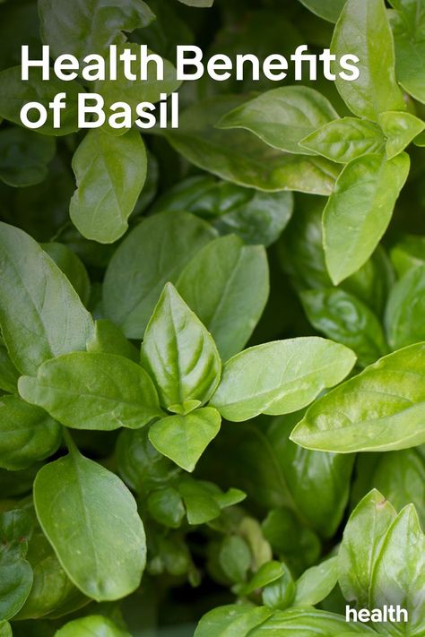 Basil Benefits, Benefits Of Basil, Basil Health Benefits, Vitamin K, Vitamins & Supplements, Intuitive Eating, Natural Health Remedies, Nutritional Supplements, Healing Herbs