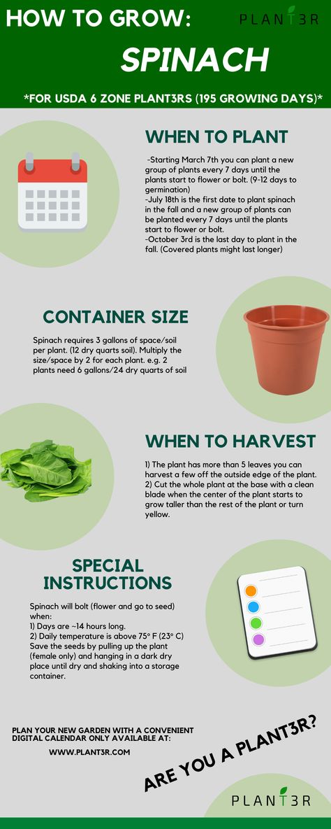 All of the details you need to know about how to grow spinach for USDA 6 zone. How To Grow Spinach, Grow Spinach, Date Plant, Growing Spinach, Vegetable Garden Tips, Growing Greens, Backyard Vegetable Gardens, Greenhouse Gardening, Today Is The Day