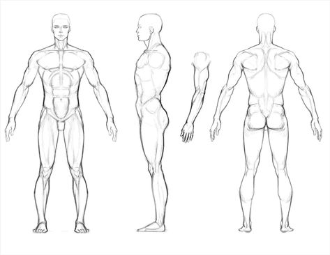 Photobucket Rhph Art Full Body Man Drawing Reference - Full Body Sketch Of A Man Male Body Drawing, Male Figure Drawing, Character Turnaround, Man Drawing, Human Body Drawing, Man Anatomy, Character Design Cartoon, Human Body Art, Human Anatomy Drawing