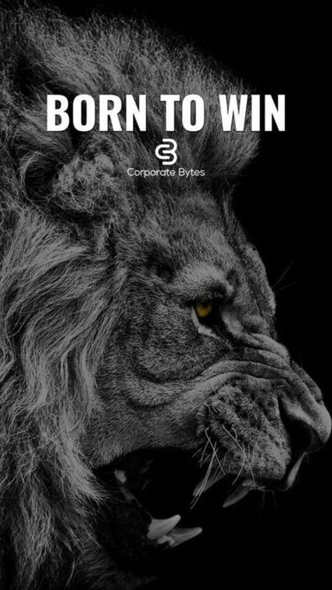 Born to win. Lion Motivational Quotes For Success, Crone Wisdom, Lion Queen, Tiger Quotes, Born To Win, Single Status, Quotes About Success, Lion Quotes, Motivational Inspirational Quotes