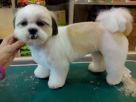 Shih Tzu Teddy Bear Cut Malshi Haircuts, Lhasa Poo, Shih Tzu Hair Styles, Shih Tzu Puppy Cut, Puppy Haircut, Shih Tzu Haircuts, Perro Shih Tzu, Chien Shih Tzu, Shitzu Dogs