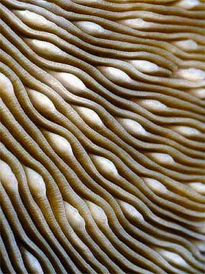 Mushroom Coral, Texture Inspiration, Organic Pattern, Design Textile, Organic Form, Natural Forms, Patterns In Nature, Nature Design, Color Textures