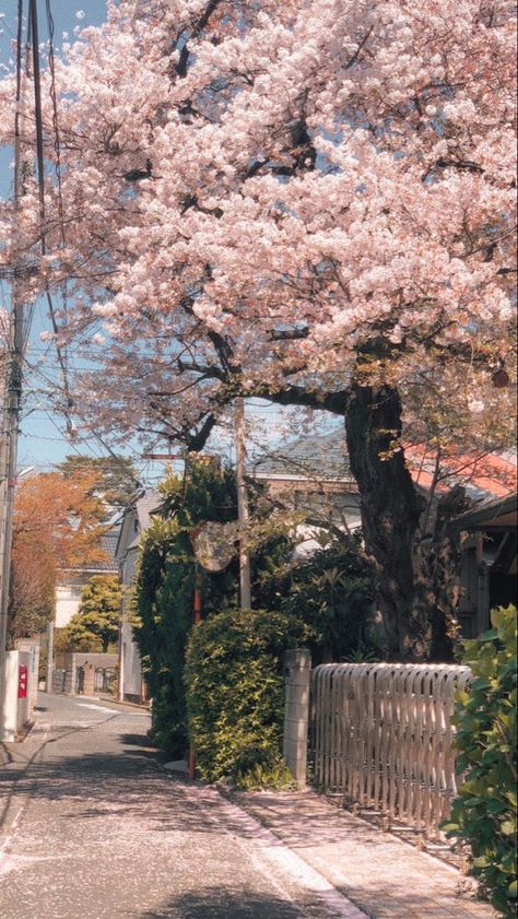 Cheery Blossoms Wallpaper, Decorate Front Porch, Aesthetic Spring Wallpaper, Front Porch Decor Ideas, Arte Indie, Aesthetic Spring, Front Porch Decor, Nothing But Flowers, Pretty Landscapes