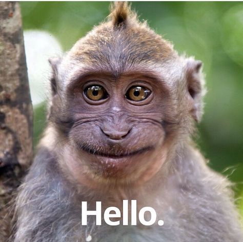 Hello.........🙈 A Monkey, Funny, Animals, Red