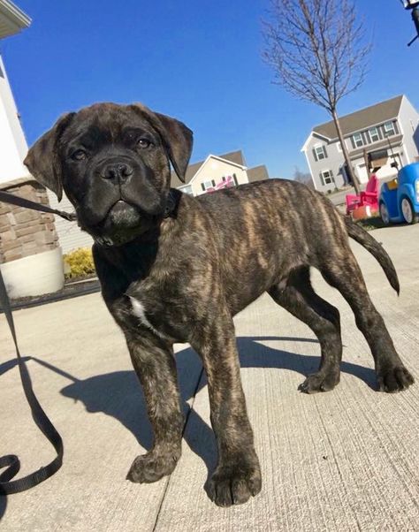 10 week old Brindle Bullmastiff Brindle Cane Corso Puppy, Black Brindle Cane Corso, Cane Corso Brindle, Brindle Bullmastiff, Bullmastiff Dogs, Bullmastiff Puppies, Brindle Cane Corso, Brindle Mastiff, Brindle Pitbull