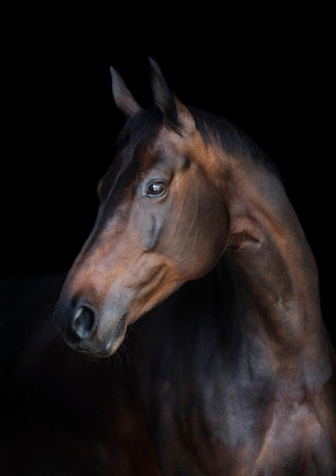 Horse Photo Black Background, Black Bay Horse, Horse Profile Pictures, Brown Horse Photography, Reference Photos Animals, Pharaohs Horses, Horses Names, Equestrian Photoshoot, Skull Clothes