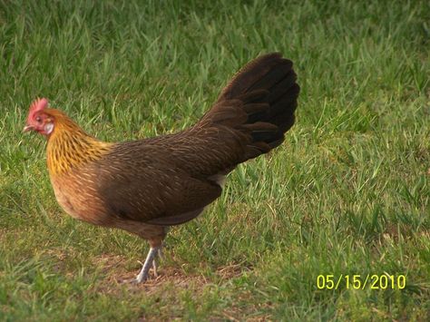 Golden Phoenix Hen - probably the least social hen on our farm Golden Phoenix, Swag Wallpaper, Chicken Breeds, Hen, Chicken Coop, Coop, Beautiful Creatures, Farm Animals, Baby Animals