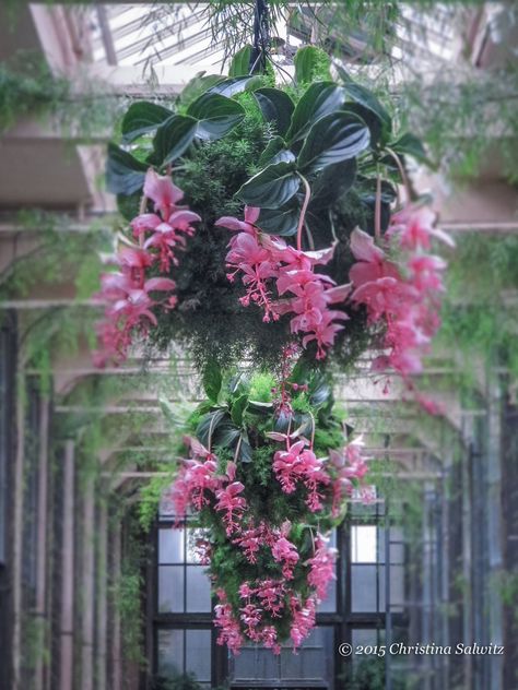 Medinilla magnifica | Christina Salwitz - Personal Garden Coach Malaysian Orchid, Medinilla Magnifica, Pot Flowers, Personal Garden, Orchid Plant, Affordable Artwork, Balcony Plants, Trailing Plants, Beautiful Plants