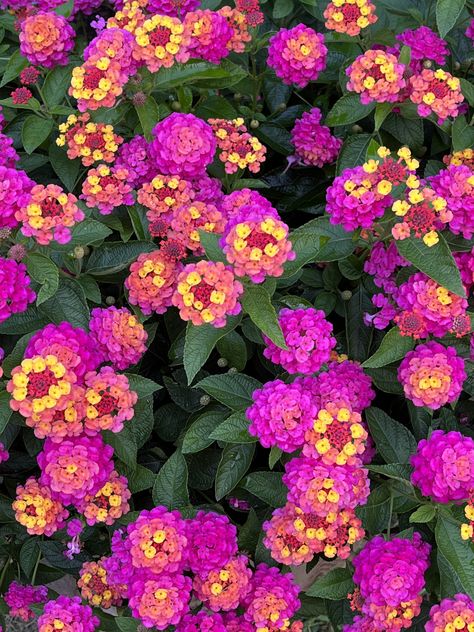 Yard Full Of Flowers, Gardening Flowers Aesthetic, Heliotrope Flower, Flower Garden Astethic, Lantana Tree, Rarest Flowers In The World, Huge Flower Garden Aesthetic, Lantana Plant, Front Lawn Landscaping