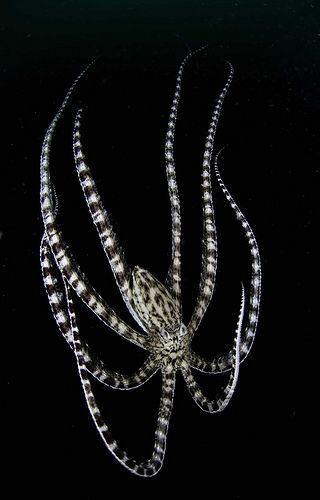 Mimic Octopus Octopus Photography, Mimic Octopus, Octopus Species, Octopus Pictures, Feather Star, Octopus Legs, Weird Sea Creatures, Sea Creatures Art, Octopus Squid