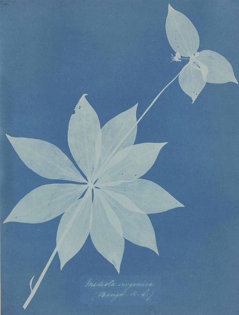 Anna Atkins Anna Atkins, Ken Wilber, A Level Photography, Photographer Pictures, Bangor, Photographic Art, 7 And 7, Vintage Photography, Light And Shadow