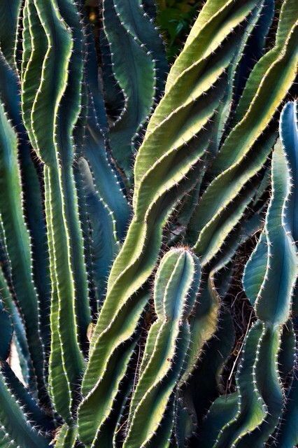 textuur: puntig/scherp structuur: cactus naalden Green Cactus, Cactus Plant, Cactus Y Suculentas, Cactus Garden, Cactus Flower, Cactus And Succulents, Natural Forms, Patterns In Nature, Cacti And Succulents