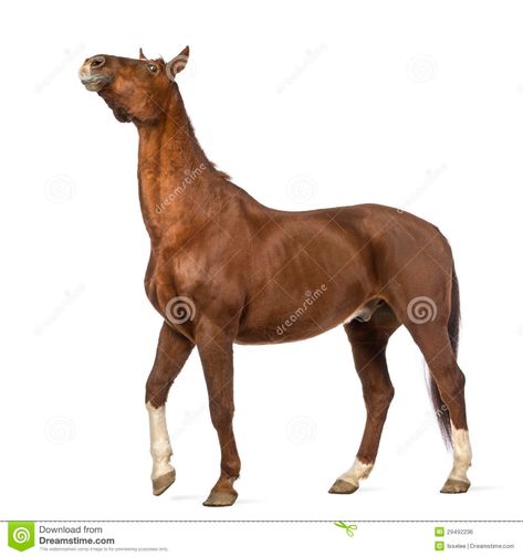 Horse Looking Up, Book Spread, Horse's Neck, Sculpture Ideas, Horse Photos, Art References, Looking Up, Chestnut, Stretching