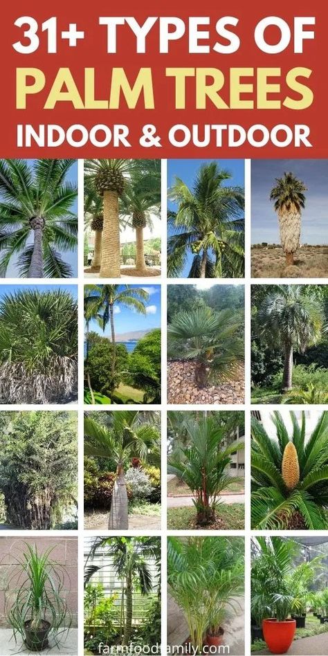 31  Different Types Of Palm Trees With Pictures (Indoor, Outdoor) 🌴 Types Of Palm Trees, Mexican Fan Palm, Canary Island Date Palm, Palm Plants, Indoor Palm Trees, Palm Tree Photography, Tropical Islands Paradise, Indoor Palms, Kentia Palm