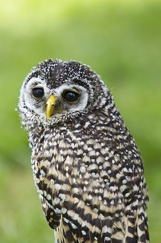 Owl Pics, Owl Images, Public Domain Photos, Owl Pictures, Bird Of Prey, Bird Photos, Owl Bird, Bird Photo, Birds Of Prey