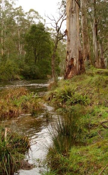 Near Mansfield, Victoria Abc Photography, Australian Landscapes, Australia Landscape, Australian Trees, Australian Painting, Eucalyptus Trees, Australian Landscape, Outback Australia, Australian Bush