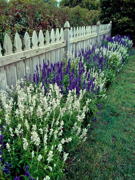 Salvia Plants, Front Garden Design, Landscape Designs, Front Yard Garden, Garden Pests, Front Yard Landscaping Design, Garden Cottage, Purple And White, Shade Garden