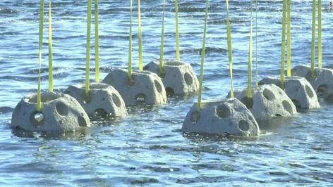 First-of-its-kind artificial reef used to boost fish population Seoul Bridge, Ecological Restoration, Landscape Architecture Plan, Artificial Reef, Natural Swimming Ponds, Japanese Pop Art, Swimming Pond, Floating City, Permaculture Gardening