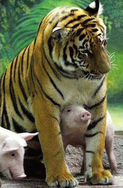 two year old Saimai, a Royal Bengal tigress, with two of six piglets she is raising. Unlikely Animal Friends, Beast Friends, Regnul Animal, Baby Pig, Unlikely Friends, Odd Couples, Animals Friendship, Given Up, Unusual Animals