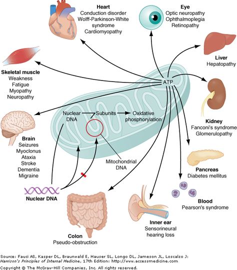 Cytochrome-c oxidase deficiency in mitochondrial DNA–associated disease. Disease Poster, Swallowing Problems, Dna Genetics, Mitochondrial Dna, Human Genome, Eye Illustration, Science Quotes, Brain Supplements, Muscle Weakness