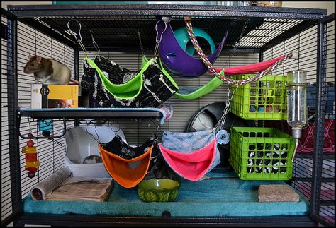 Rat Habitat, Rat Enclosure, Aesthetic Rat Cage, Crochet Rat Cage Accessories, Fancy Rat Cage, Pet Rat Cages, Critter Nation Cage, Rat Care, Critter Nation Rat Cage