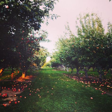 Apple Orchard Photography, Orchard Photography, Apple Garden, Orchard Design, Orchard Garden, Apple Orchards, Apple Farm, Yard Care, Dream Cottage