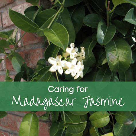 Madagascar Jasmine, Mealy Bugs, Jasmine Plant, Wax Flower, Growing Plants Indoors, Jasmine Flower, Wax Flowers, New Roots, Indoor Flowers