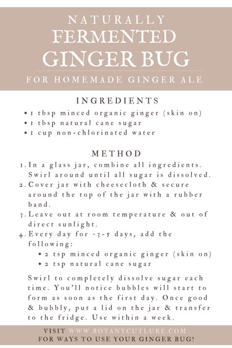 Kombucha Mother, Ginger Soda, Homemade Ginger Ale, Ginger Bug, Ale Recipe, Homemade Kombucha, Easy Starters, Homemade Soda, Probiotic Drinks