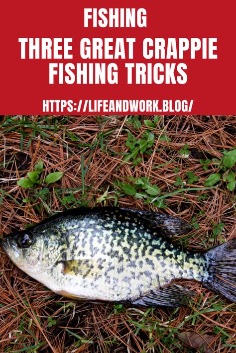 Crappie Rigs, White Perch, Diy Fishing Gear, Crappie Lures, Crappie Bait, Fishing Tricks, Crappie Fishing Tips, Crappie Jigs, Homemade Fishing Lures