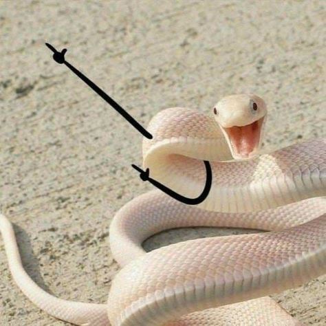 Pretty Snakes, Cute Reptiles, Cute Snake, Cute Small Animals, Beautiful Snakes, Pet Snake, Funny Animal Photos, Pretty Animals, Funny Animal Jokes