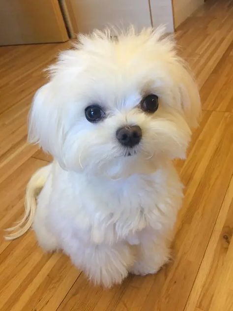 120+ Most Popular Maltese Dog Names - The Paws Mini Maltese Puppy, Maltese Dog For Sale, Maltese Yorkie Mix, Mini Maltese, Baby Maltese, Dog Name Ideas, Maltese Toy, Coton De Tulear Dogs, Micro Teacup Puppies