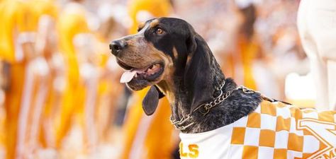 Smokey named best live mascot in college football Tennessee College Football, Tennessee Mascot, Tn Vols Football, Tn Football, Happy National Dog Day, Tennessee Volunteers Football, Tn Vols, Football Usa, Football Schedule