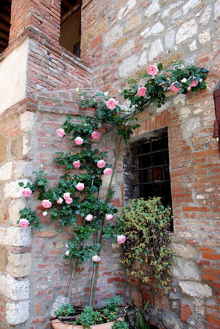 Roseto - Montefollonico | Flickr - Photo Sharing! Rose Trellis, Garden Basket, Climbing Rose, Toscana Italia, Italian Garden, Rose Trees, Mediterranean Garden, Tree Care, Tuscan Style