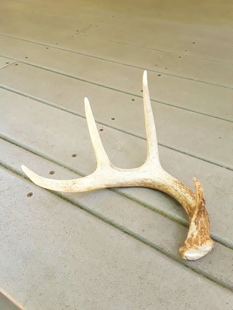 How to repurpose a shed deer antler into something beautiful with this DIY tutorial from CrazyDiyMom.  #deer #antlers #jewelry #organizer #diy Diy Deer Antlers Decor, Deer Antler Crafts Diy, Diy Projects With Pallets, Decorative Antlers, Deer Antler Jewelry Holder, Projects With Pallets, Deer Antlers Diy, Deer Horn Ideas, Diy Deer Antlers