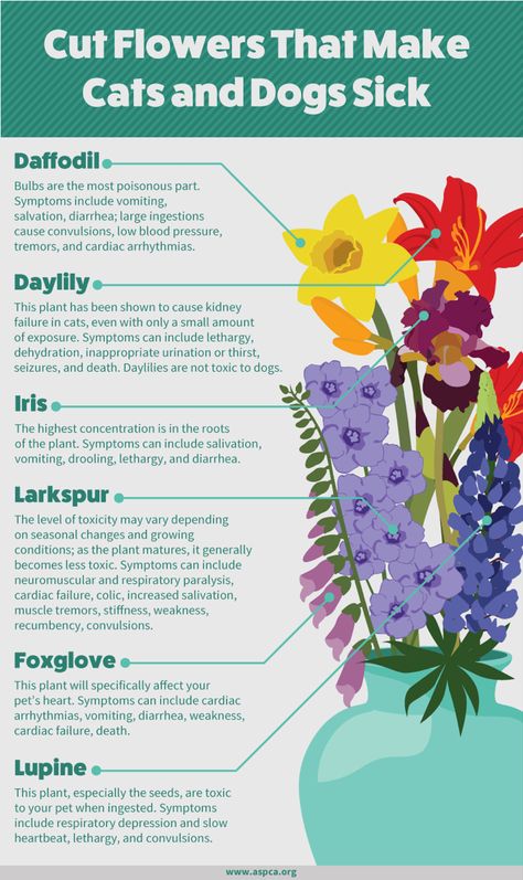 Indoor Cat Garden, Houseplants Safe For Cats, Cat Infographic, Daffodil Bulbs, Poisonous Plants, Sick Dog, Cat Garden, Plants Indoor, Dog Projects